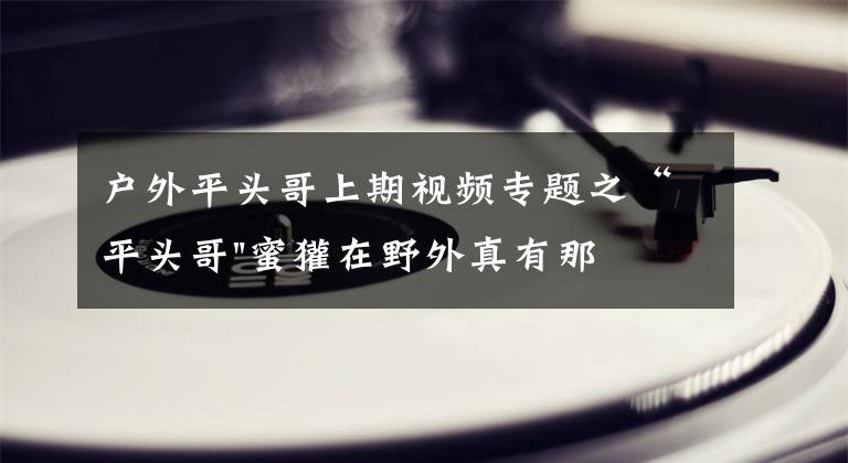 戶外平頭哥上期視頻專題之“平頭哥"蜜獾在野外真有那么強(qiáng)嗎？真相在這里-戶外動物知識