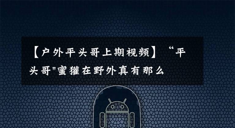 【戶外平頭哥上期視頻】“平頭哥"蜜獾在野外真有那么強(qiáng)嗎？真相在這里-戶外動(dòng)物知識(shí)