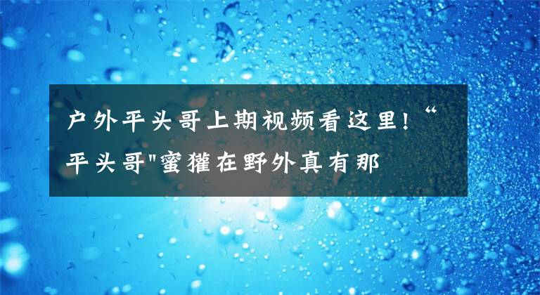 戶外平頭哥上期視頻看這里!“平頭哥"蜜獾在野外真有那么強嗎？真相在這里-戶外動物知識