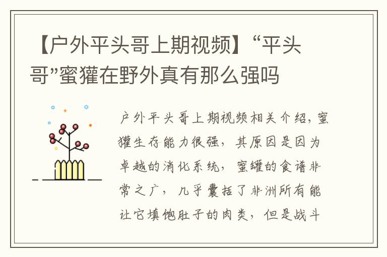 【戶外平頭哥上期視頻】“平頭哥"蜜獾在野外真有那么強(qiáng)嗎？真相在這里-戶外動物知識