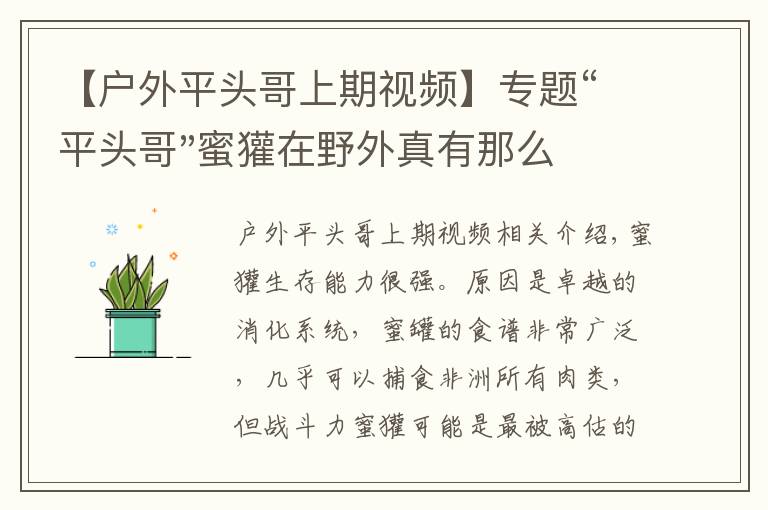 【戶外平頭哥上期視頻】專題“平頭哥"蜜獾在野外真有那么強(qiáng)嗎？真相在這里-戶外動物知識