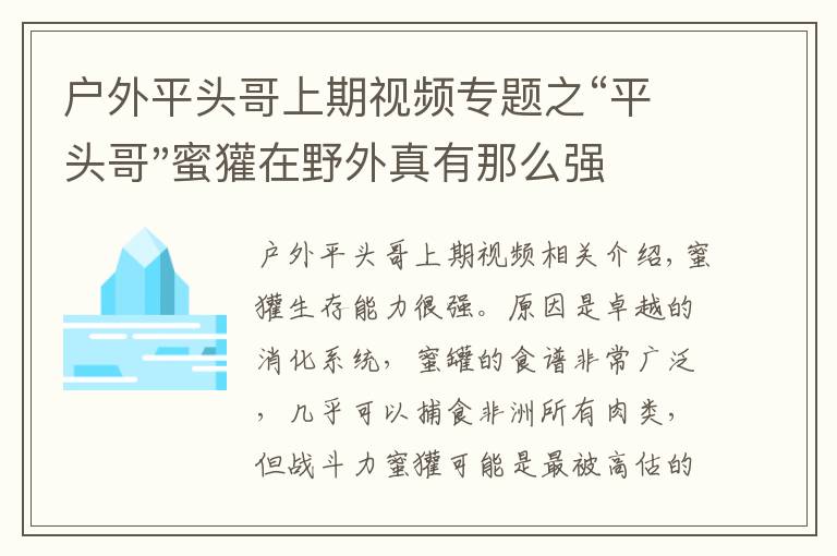 戶外平頭哥上期視頻專題之“平頭哥"蜜獾在野外真有那么強嗎？真相在這里-戶外動物知識