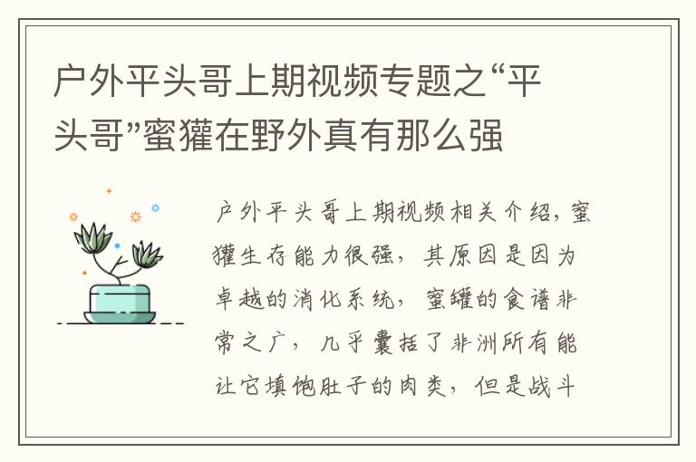 戶外平頭哥上期視頻專題之“平頭哥"蜜獾在野外真有那么強嗎？真相在這里-戶外動物知識