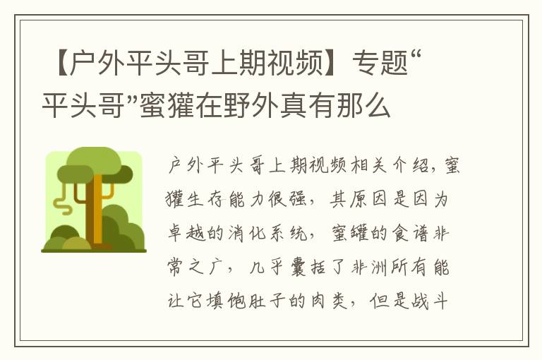 【戶外平頭哥上期視頻】專題“平頭哥"蜜獾在野外真有那么強(qiáng)嗎？真相在這里-戶外動(dòng)物知識(shí)