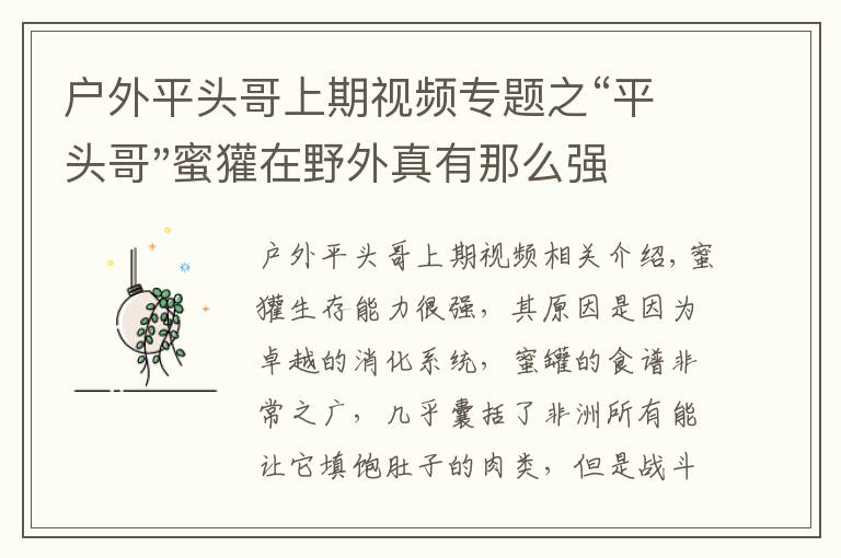 戶外平頭哥上期視頻專題之“平頭哥"蜜獾在野外真有那么強(qiáng)嗎？真相在這里-戶外動物知識