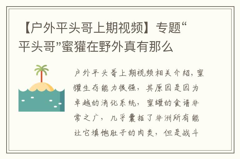 【戶外平頭哥上期視頻】專題“平頭哥"蜜獾在野外真有那么強嗎？真相在這里-戶外動物知識