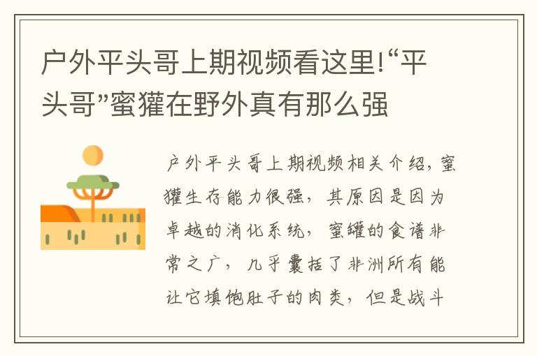 戶外平頭哥上期視頻看這里!“平頭哥"蜜獾在野外真有那么強(qiáng)嗎？真相在這里-戶外動(dòng)物知識(shí)