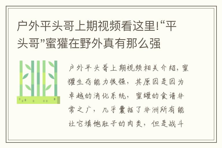 戶外平頭哥上期視頻看這里!“平頭哥"蜜獾在野外真有那么強(qiáng)嗎？真相在這里-戶外動(dòng)物知識