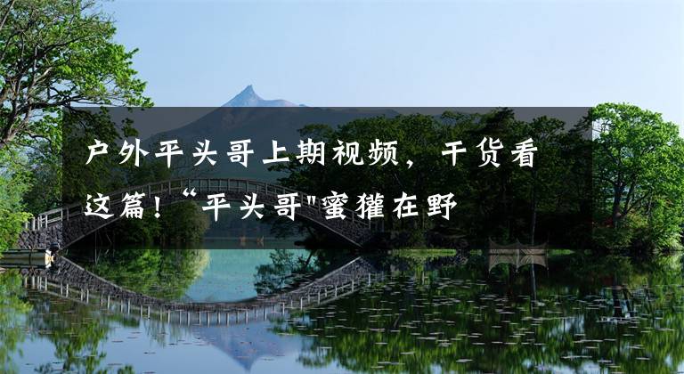 戶外平頭哥上期視頻，干貨看這篇!“平頭哥"蜜獾在野外真有那么強(qiáng)嗎？真相在這里-戶外動(dòng)物知識(shí)