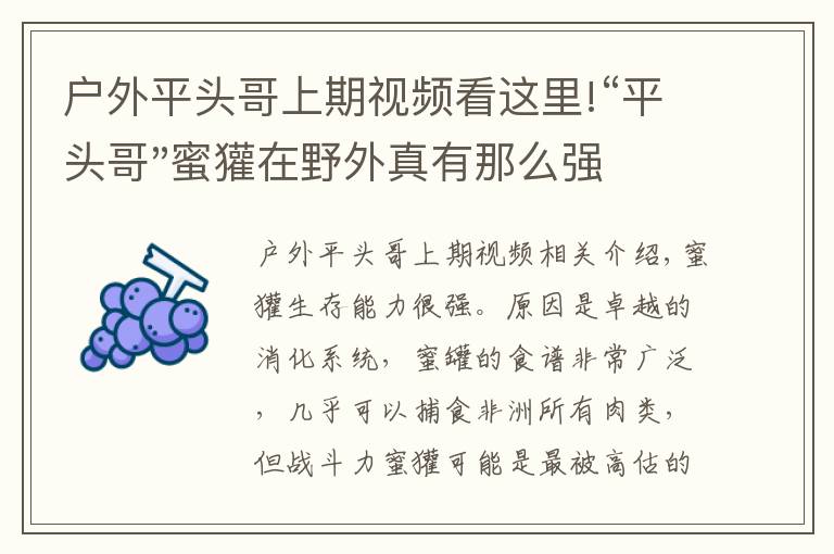 戶外平頭哥上期視頻看這里!“平頭哥"蜜獾在野外真有那么強(qiáng)嗎？真相在這里-戶外動物知識