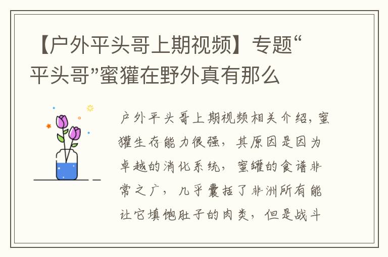 【戶外平頭哥上期視頻】專題“平頭哥"蜜獾在野外真有那么強(qiáng)嗎？真相在這里-戶外動物知識