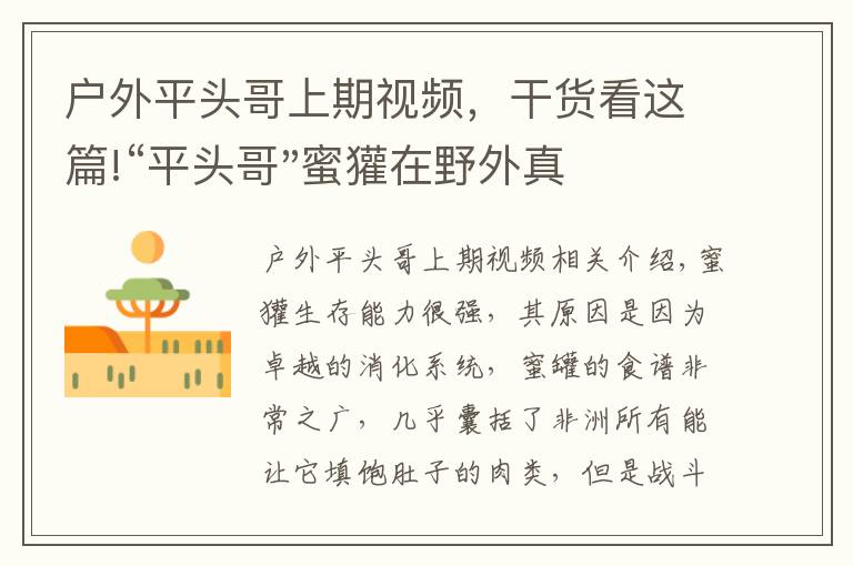 戶外平頭哥上期視頻，干貨看這篇!“平頭哥"蜜獾在野外真有那么強嗎？真相在這里-戶外動物知識