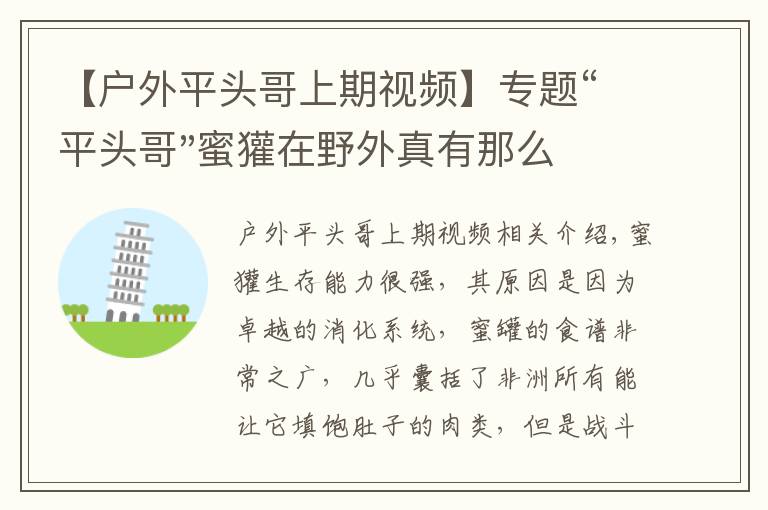 【戶外平頭哥上期視頻】專題“平頭哥"蜜獾在野外真有那么強(qiáng)嗎？真相在這里-戶外動物知識