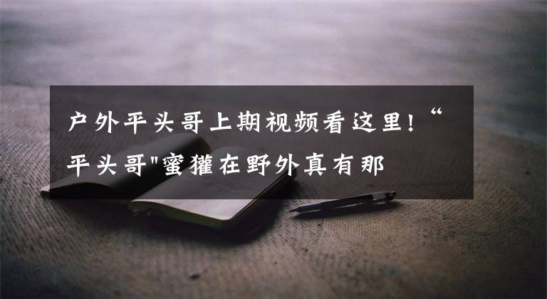 戶外平頭哥上期視頻看這里!“平頭哥"蜜獾在野外真有那么強(qiáng)嗎？真相在這里-戶外動(dòng)物知識(shí)