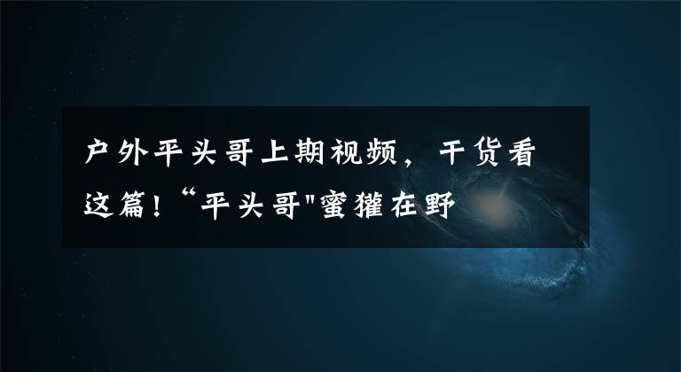 戶外平頭哥上期視頻，干貨看這篇!“平頭哥"蜜獾在野外真有那么強(qiáng)嗎？真相在這里-戶外動(dòng)物知識(shí)