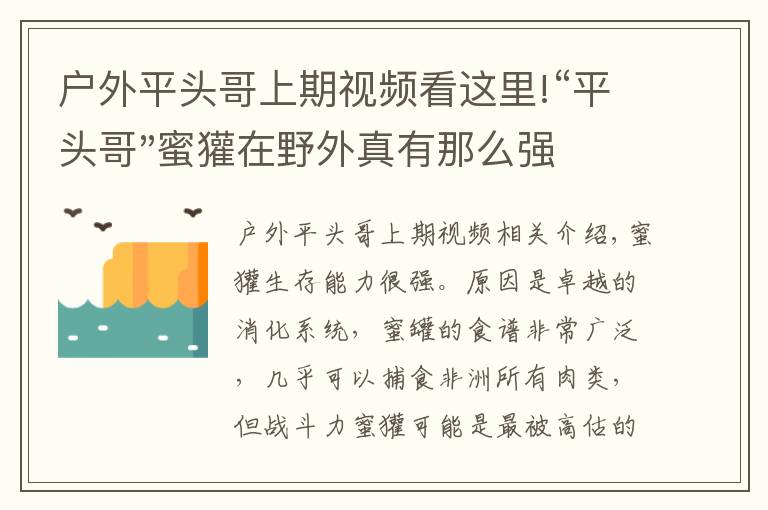 戶外平頭哥上期視頻看這里!“平頭哥"蜜獾在野外真有那么強(qiáng)嗎？真相在這里-戶外動物知識