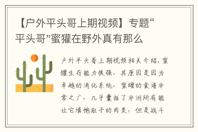 【戶外平頭哥上期視頻】專題“平頭哥"蜜獾在野外真有那么強(qiáng)嗎？真相在這里-戶外動(dòng)物知識(shí)