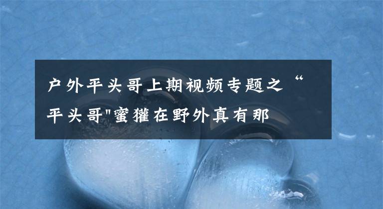 戶外平頭哥上期視頻專題之“平頭哥"蜜獾在野外真有那么強(qiáng)嗎？真相在這里-戶外動(dòng)物知識(shí)