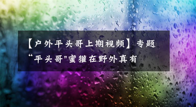 【戶外平頭哥上期視頻】專題“平頭哥"蜜獾在野外真有那么強(qiáng)嗎？真相在這里-戶外動(dòng)物知識(shí)