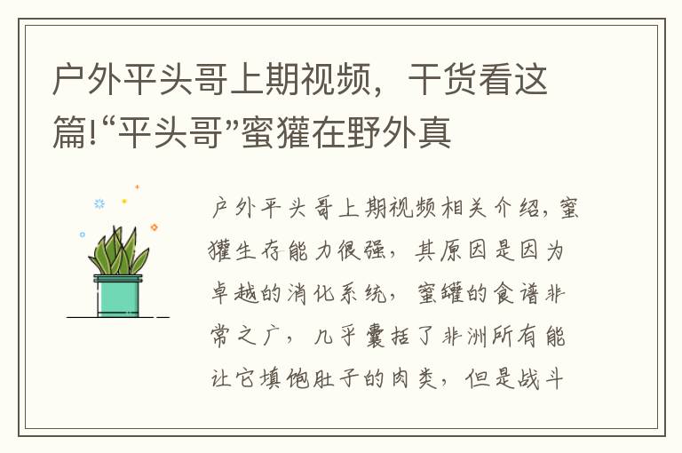 戶外平頭哥上期視頻，干貨看這篇!“平頭哥"蜜獾在野外真有那么強(qiáng)嗎？真相在這里-戶外動物知識