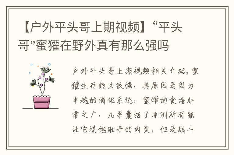 【戶外平頭哥上期視頻】“平頭哥"蜜獾在野外真有那么強(qiáng)嗎？真相在這里-戶外動(dòng)物知識(shí)