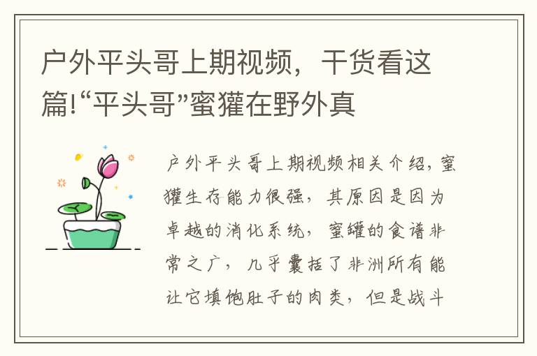 戶外平頭哥上期視頻，干貨看這篇!“平頭哥"蜜獾在野外真有那么強嗎？真相在這里-戶外動物知識