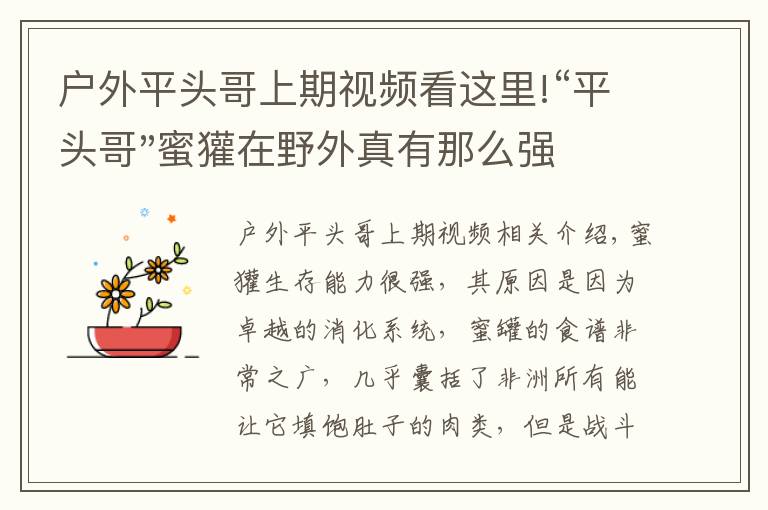 戶外平頭哥上期視頻看這里!“平頭哥"蜜獾在野外真有那么強(qiáng)嗎？真相在這里-戶外動(dòng)物知識(shí)