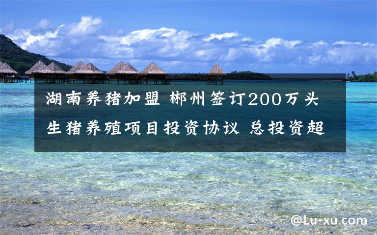 湖南養(yǎng)豬加盟 郴州簽訂200萬頭生豬養(yǎng)殖項目投資協(xié)議 總投資超46億元