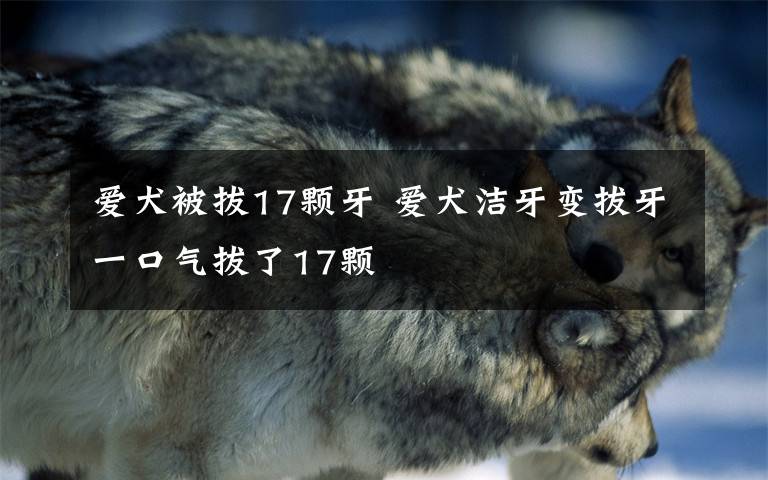 愛(ài)犬被拔17顆牙 愛(ài)犬潔牙變拔牙一口氣拔了17顆