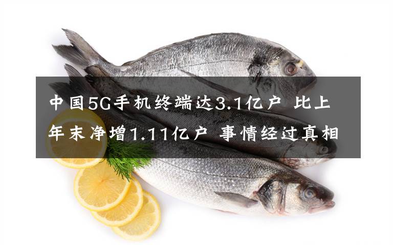 中國5G手機(jī)終端達(dá)3.1億戶 比上年末凈增1.11億戶 事情經(jīng)過真相揭秘！