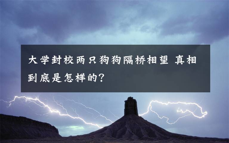 大學封校兩只狗狗隔橋相望 真相到底是怎樣的？