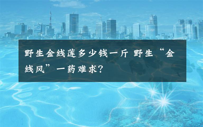 野生金線蓮多少錢一斤 野生“金線風(fēng)”一藥難求？