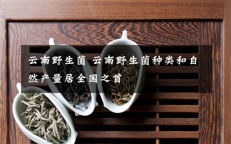 云南野生菌 云南野生菌種類和自然產(chǎn)量居全國之首