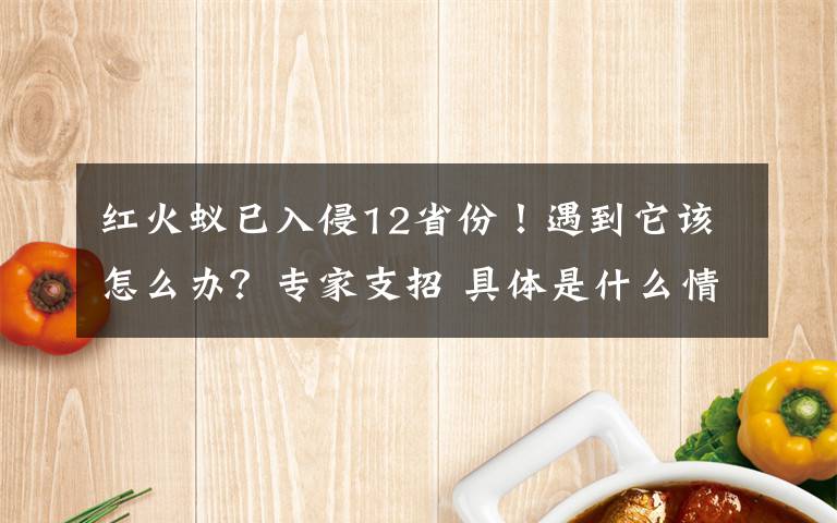 紅火蟻已入侵12省份！遇到它該怎么辦？專家支招 具體是什么情況？