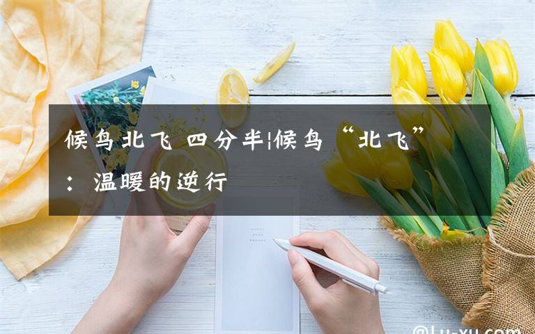 候鳥(niǎo)北飛 四分半|候鳥(niǎo)“北飛”：溫暖的逆行