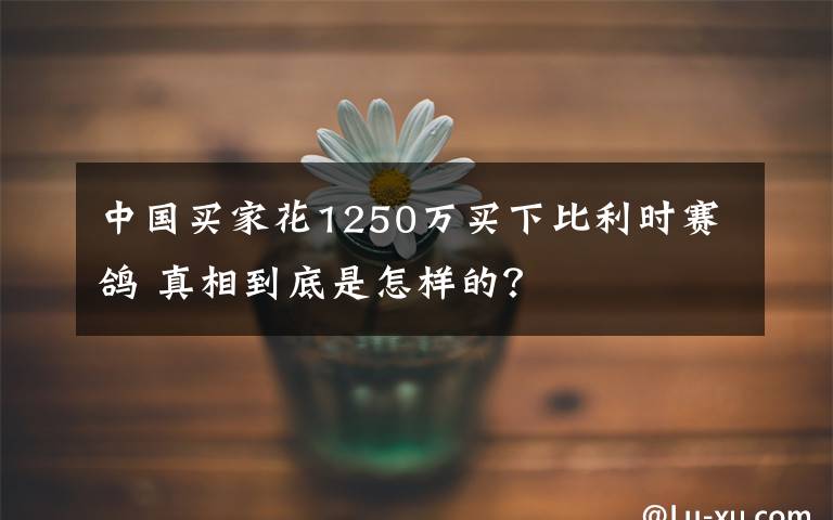 中國(guó)買(mǎi)家花1250萬(wàn)買(mǎi)下比利時(shí)賽鴿 真相到底是怎樣的？