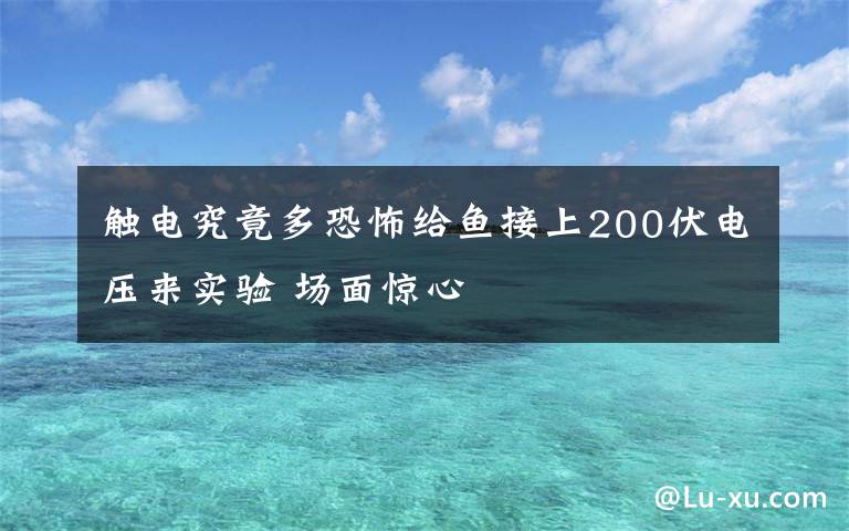 觸電究竟多恐怖給魚接上200伏電壓來實(shí)驗(yàn) 場面驚心