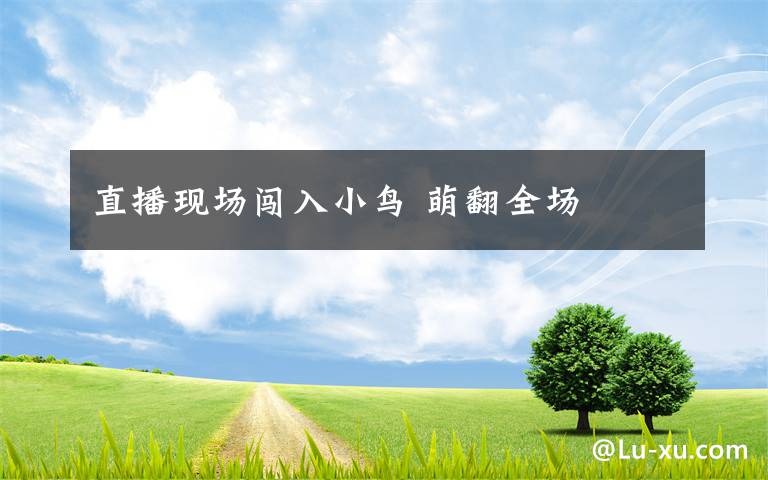 直播現(xiàn)場(chǎng)闖入小鳥(niǎo) 萌翻全場(chǎng)