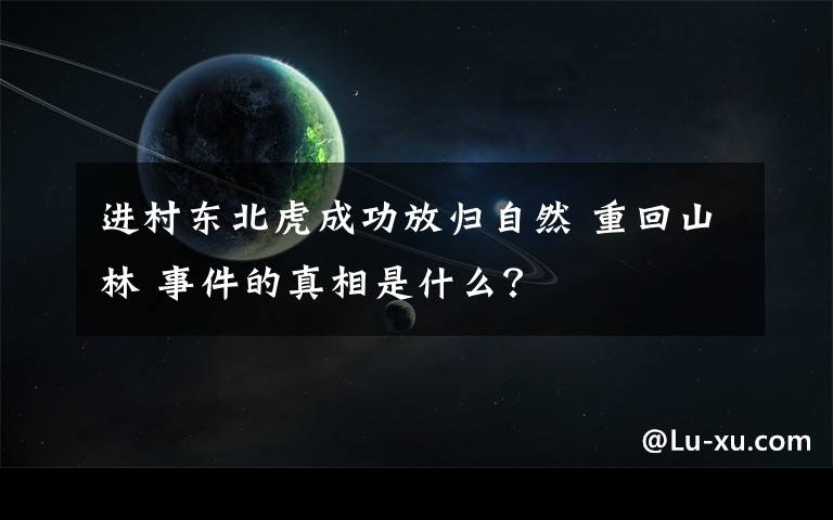 進(jìn)村東北虎成功放歸自然 重回山林 事件的真相是什么？