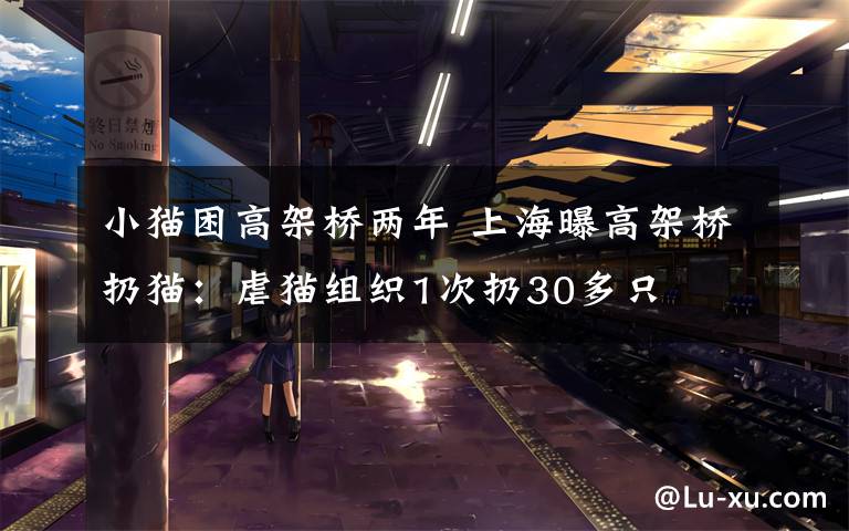 小貓困高架橋兩年 上海曝高架橋扔貓：虐貓組織1次扔30多只