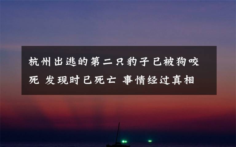 杭州出逃的第二只豹子已被狗咬死 發(fā)現(xiàn)時已死亡 事情經(jīng)過真相揭秘！