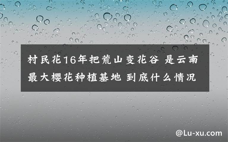 村民花16年把荒山變花谷 是云南最大櫻花種植基地 到底什么情況呢？