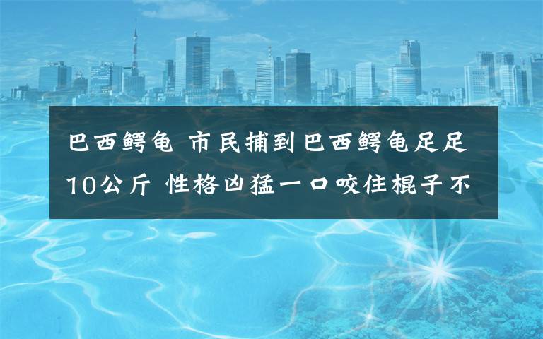 巴西鱷龜 市民捕到巴西鱷龜足足10公斤 性格兇猛一口咬住棍子不松口