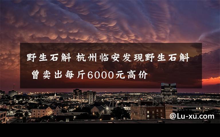 野生石斛 杭州臨安發(fā)現(xiàn)野生石斛 曾賣出每斤6000元高價(jià)