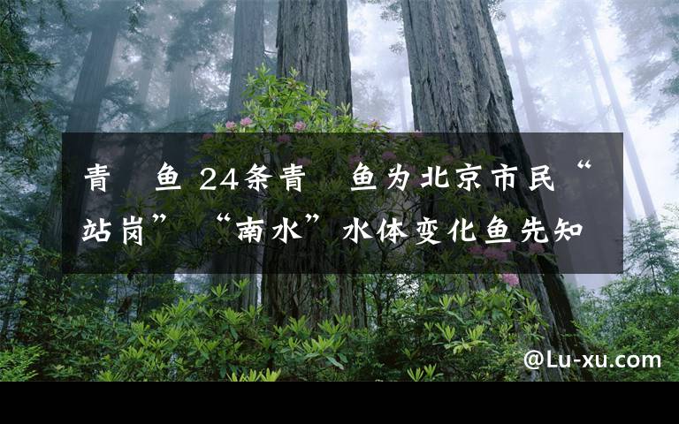 青鳉魚 24條青鳉魚為北京市民“站崗” “南水”水體變化魚先知