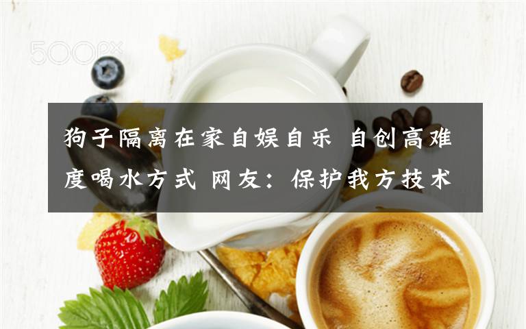 狗子隔離在家自?shī)首詷?lè) 自創(chuàng)高難度喝水方式 網(wǎng)友：保護(hù)我方技術(shù)流