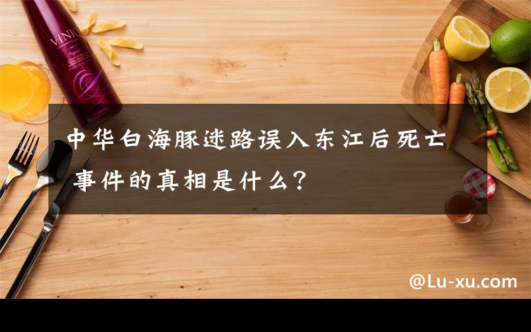 中華白海豚迷路誤入東江后死亡 事件的真相是什么？