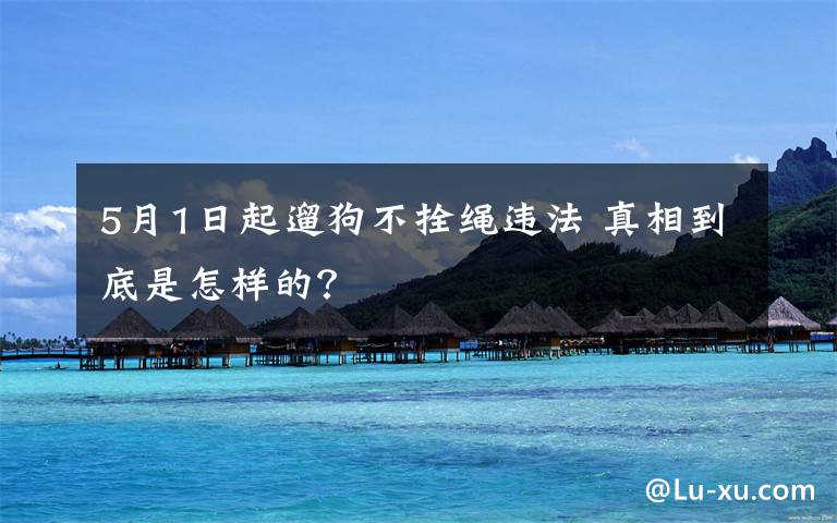 5月1日起遛狗不拴繩違法 真相到底是怎樣的？