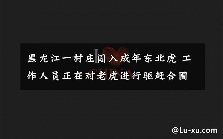 黑龍江一村莊闖入成年東北虎 工作人員正在對老虎進(jìn)行驅(qū)趕合圍 到底什么情況呢？