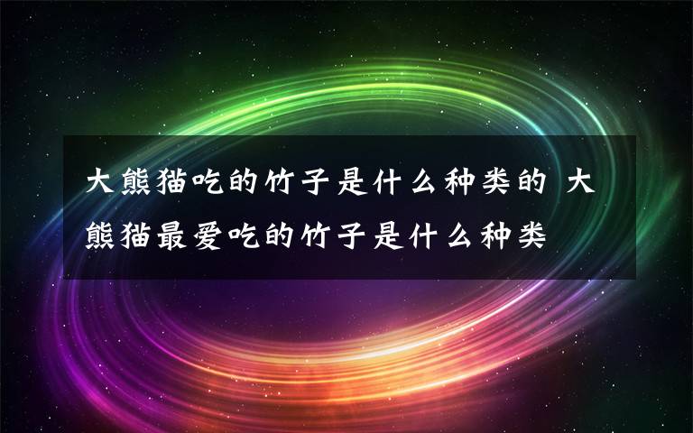 大熊貓吃的竹子是什么種類(lèi)的 大熊貓最?lèi)?ài)吃的竹子是什么種類(lèi)